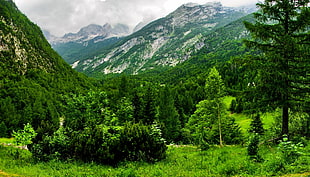 Slovenia,  Mountains,  Wood,  Trees HD wallpaper