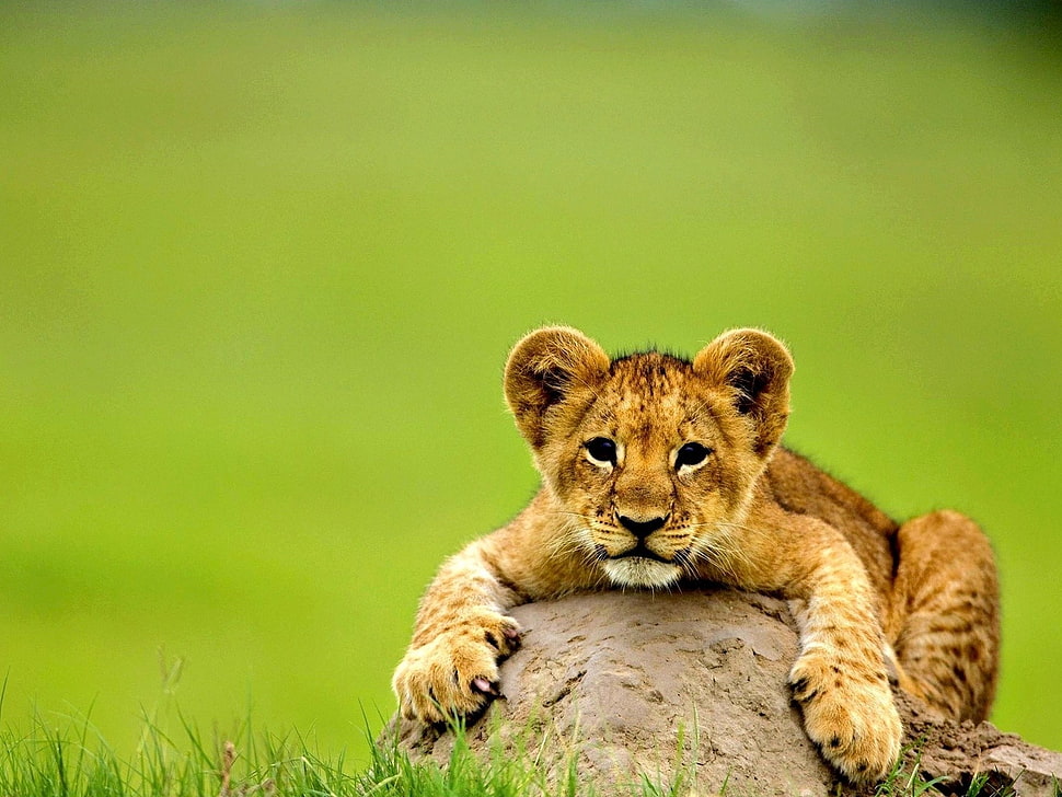 brown lion cub, animals, lion HD wallpaper
