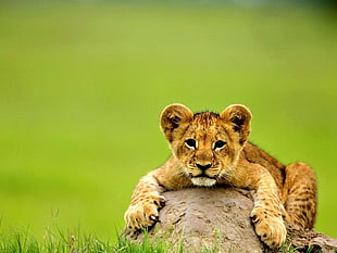 brown lion cub, animals, lion
