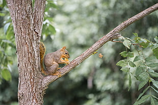 brown squirrel on treen branch, pecan