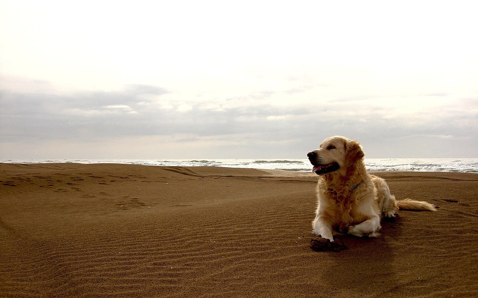 adult Golden Retriever on sand near the sea during daytime HD wallpaper