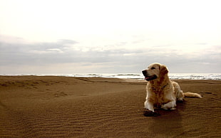 adult Golden Retriever on sand near the sea during daytime
