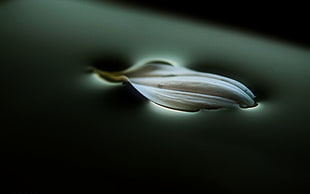 white leaf on water, macro, closeup