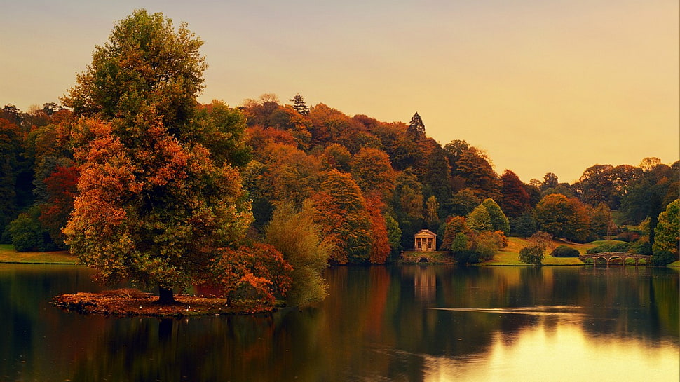 brown and green leafed trees, fall HD wallpaper