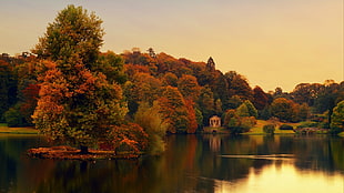 brown and green leafed trees, fall