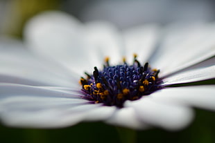 close up photo of white and purple petaled flower