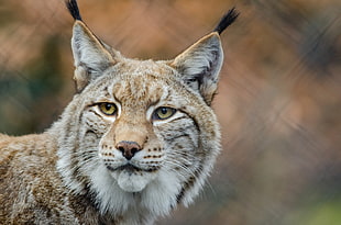 close up photo of brown and white lynx
