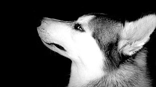 white gray Siberian Husky dog HD wallpaper