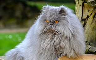 grey Persian cat near brown wood during dfaytime