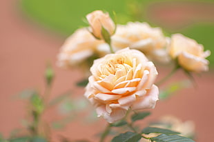 peach Rose flower in closeup photo HD wallpaper