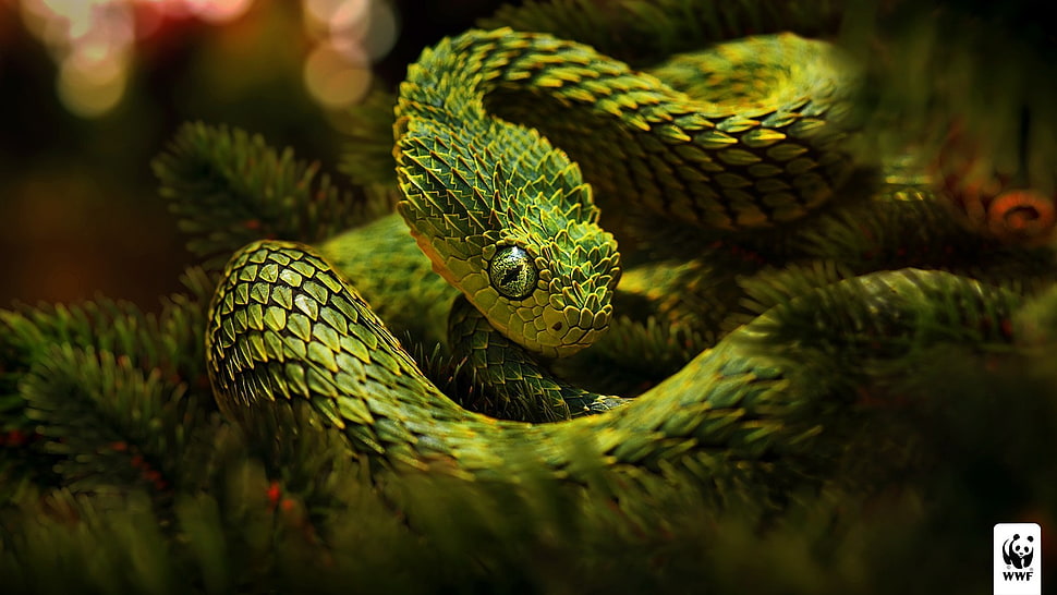 green snake in focus photography HD wallpaper
