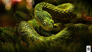 green snake in focus photography