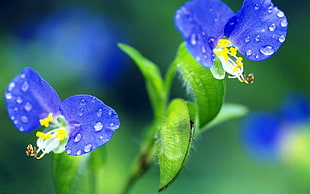 selective focus photography of blue commelinaceae flower HD wallpaper