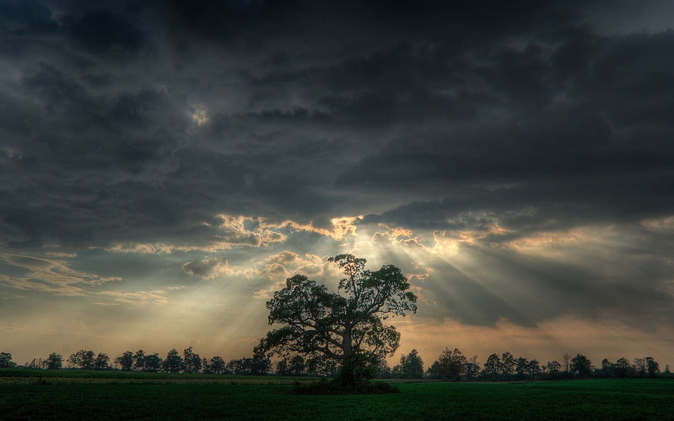 green tree under cloudy clouds HD wallpaper