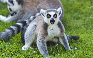 wildlife photography of ring-tailed lemur HD wallpaper
