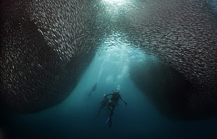 school of silver fish, underwater, fish, divers, shoal of fish HD wallpaper