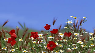 Flowers,  Plant,  Field,  Grass HD wallpaper