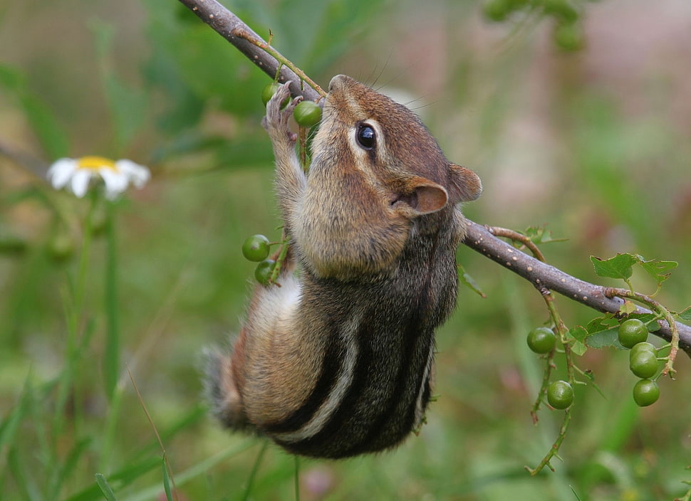 brown squirrel HD wallpaper