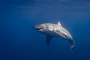white shark, photography, Great White Shark, sunlight, sea HD wallpaper