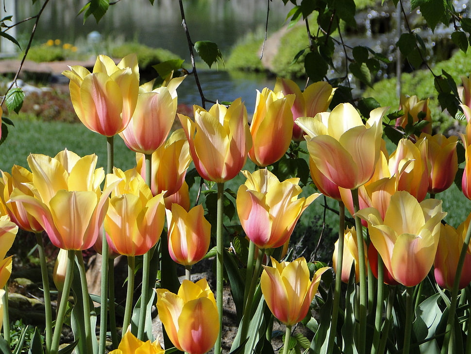 yellow-and-pink Tulip flowers HD wallpaper