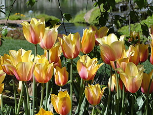 yellow-and-pink Tulip flowers