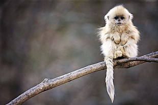 long-coated white monkey on branch