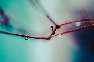 selective focus of dew on twig
