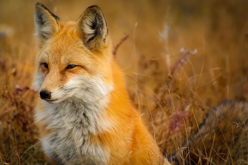 orange fox on brown grass field on focus photo HD wallpaper