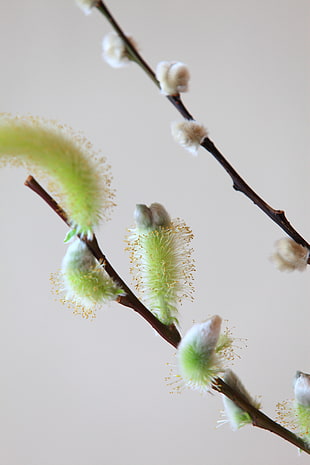 tilt shift lens photography of a stem with green and white flower buds