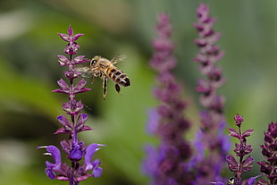 close-up photography of bee near purple petaled flowers