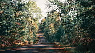 green trees, Road, Trees, Shadow HD wallpaper