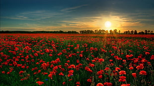 red flower field, poppies HD wallpaper