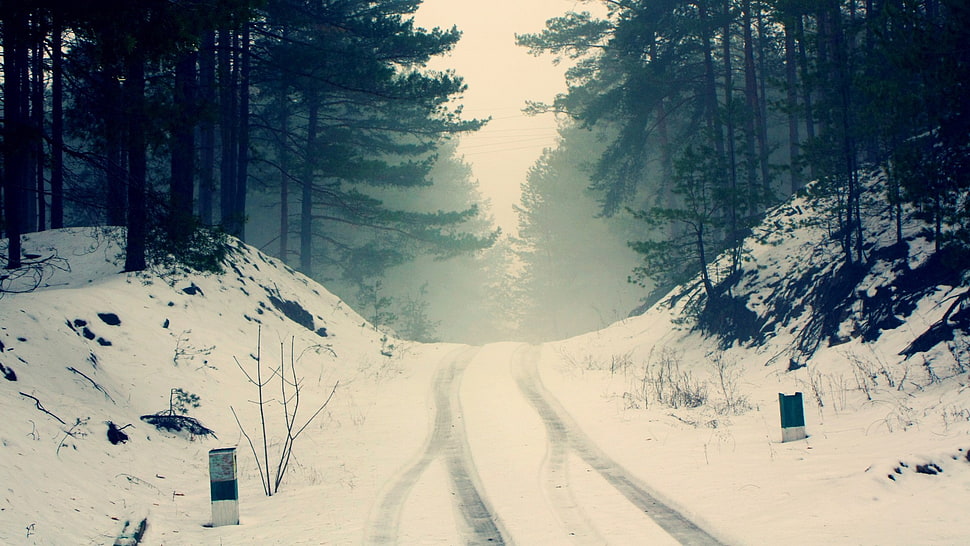 green trees, nature, road, mist, winter HD wallpaper