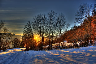 baretrees surrounded by snow under blue sky during yellow sunset, switzerland HD wallpaper