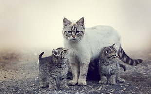 white and gray cat with kittens, cat, animals, mist, kittens HD wallpaper