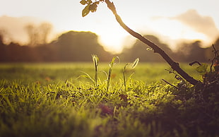 green leafed plant, field, nature, grass, sunlight