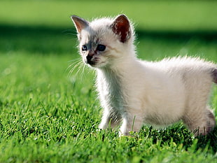 close-up photo of short-fur white kitten on green grass during daytime