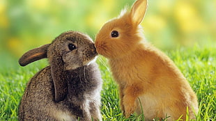 two brown and orange rabbits, rabbits, grass