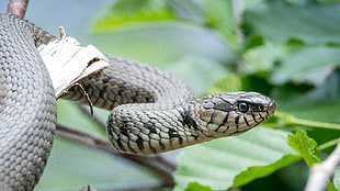gray snake, Snake, Reptile, Head HD wallpaper