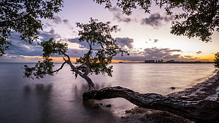 leaning tree above water during sunset, key biscayne, miami, florida HD wallpaper