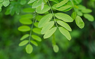 Branch,  Leaves,  Macro HD wallpaper