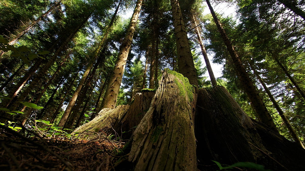 worms-eye-view photo of forest HD wallpaper