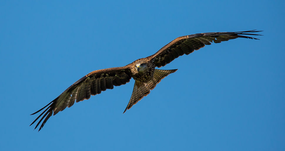 closeup photo of brown Eagle flying HD wallpaper