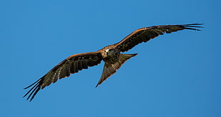 closeup photo of brown Eagle flying