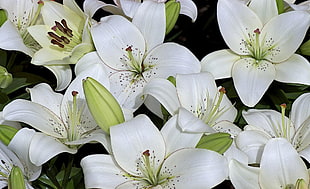 white lily flowers HD wallpaper