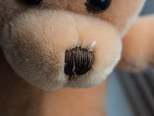 brown teddy bear nose HD wallpaper