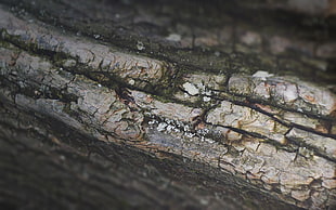 nature, trees, wood, bark HD wallpaper