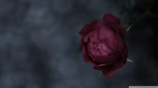 red rose, flowers, plants HD wallpaper