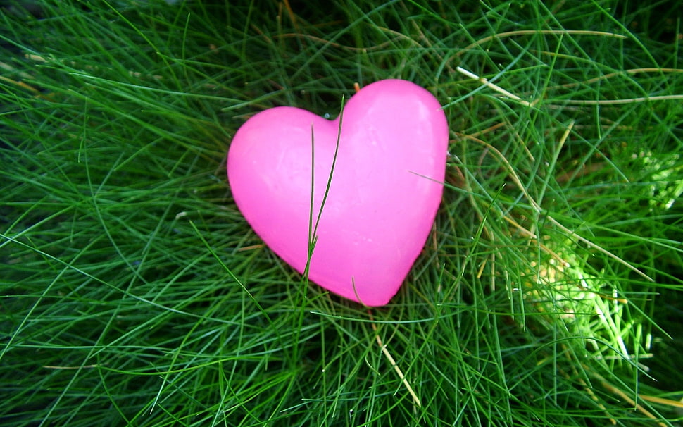 close up photo of pink heart-shaped ornament on green grasses HD wallpaper