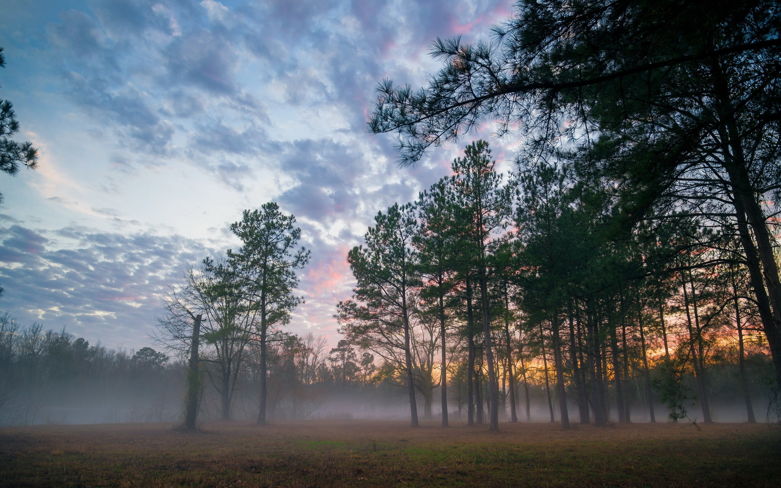 green trees, landscape, mist, trees, nature